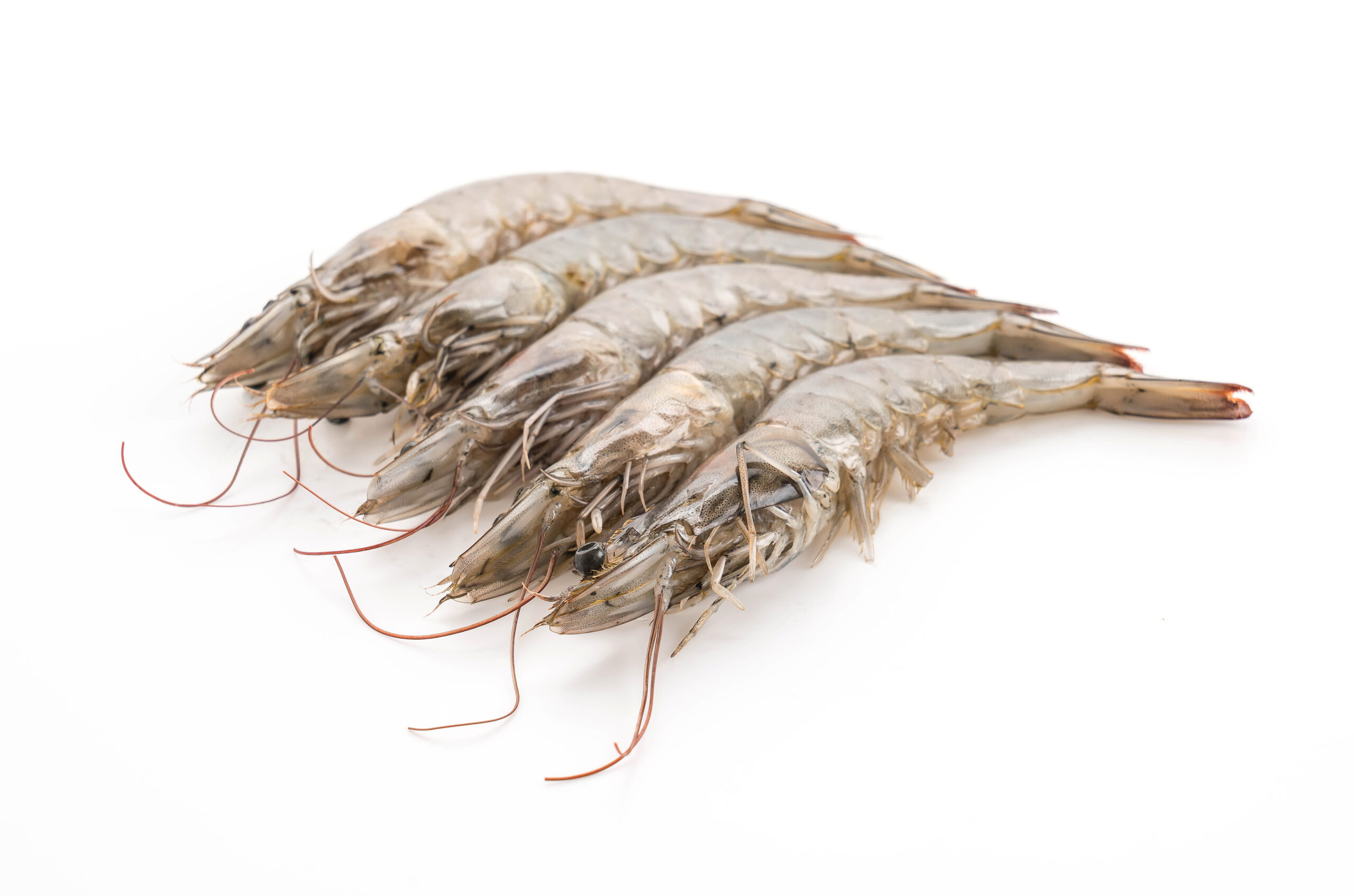 auto draft auto draft